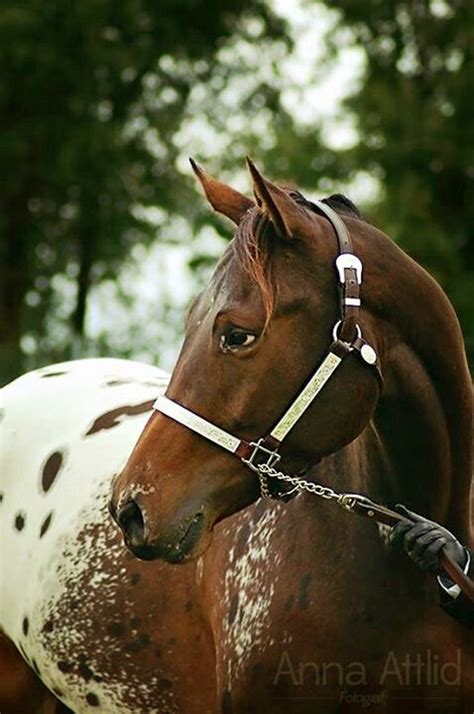 Appaloosa, blanket with spots | Horses, Appaloosa horses, Pretty horses