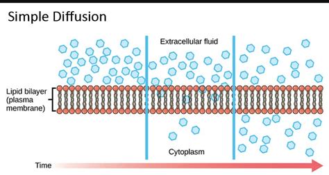 Simple diffusion- definition, precept, examples, applications