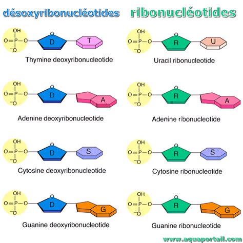 Ribonucléotide : définition et explications