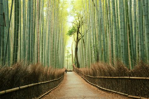 Kyoto's Bamboo Forest: The Complete Guide