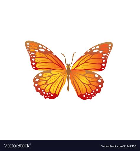 Bright orange butterfly Royalty Free Vector Image