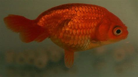 24 Types of Goldfish Breeds: Identification Guide (With Pictures ...