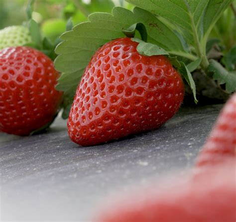 University of Florida – Strawberry Breeding Program – EMCO CAL