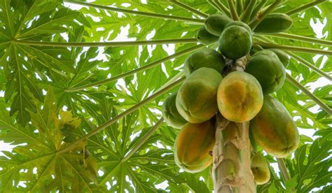 Papaya Tree: Growing and Caring Tips for Delicious Fruit