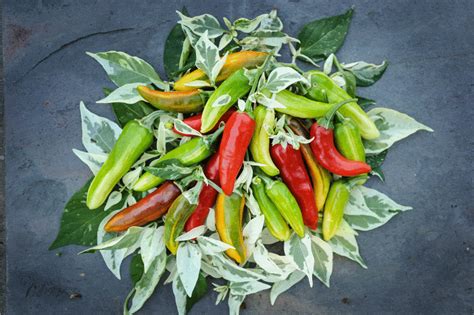 Fish Peppers | Chesapeake Bay Magazine