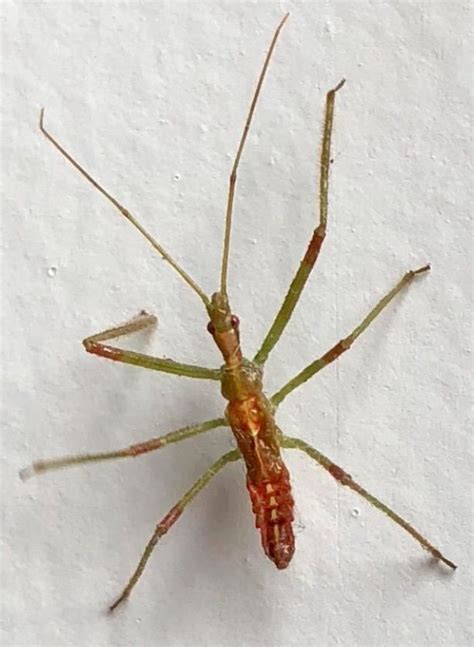 Sundew Assassin Bug/Pale Green Assassin Bug (Zelus luridus) | Insect ...