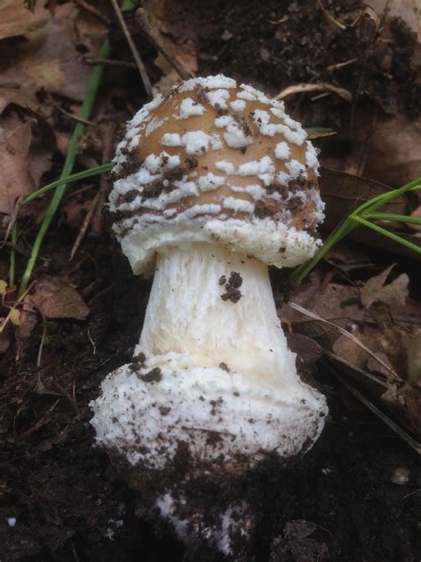 Пантерка / Amanita pantherina | Stuffed mushrooms, Vegetables, Food