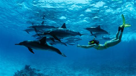 Is swimming with dolphins a good idea? | Science | AAAS