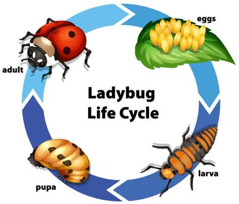 Life Cycle Of A Ladybug