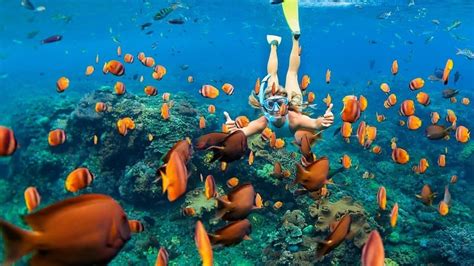 Snorkeling in Cozumel: The Ultimate Guide