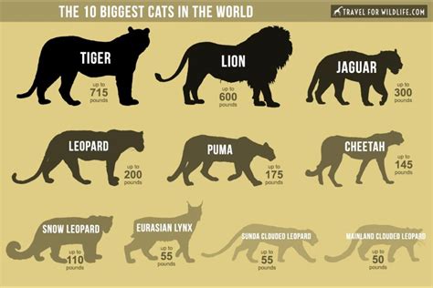 The Biggest Cats in the World : r/badassanimals