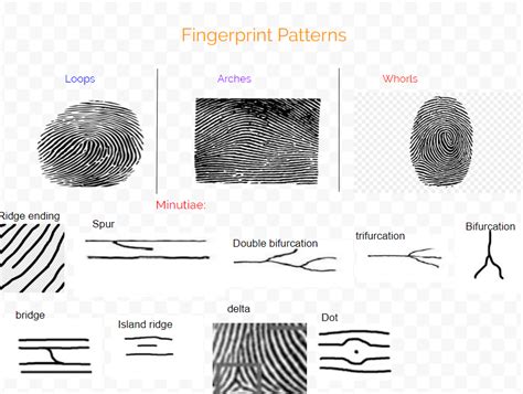 Fingerprint Classification System