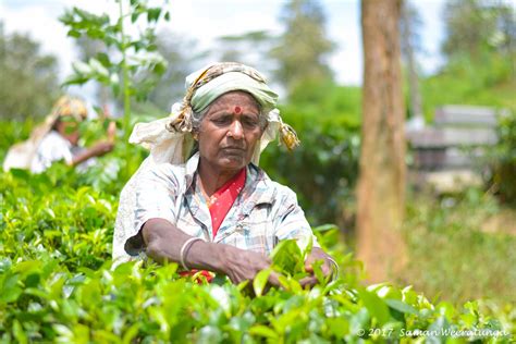 Sri Lankan Traditional Tea Pluckers, Sri Lanka