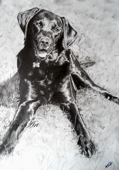 Labrador Pencil Drawing by stardust12345 on DeviantArt