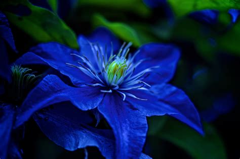 Blue Flower Desktop Wallpaper | Best Flower Site