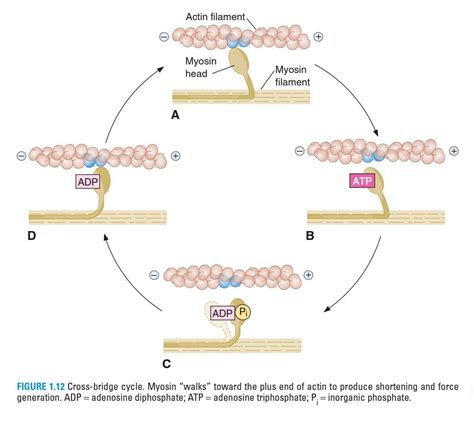 [Solved] 1. Synaptic vesicles in the axon terminal of a motor neuron ...