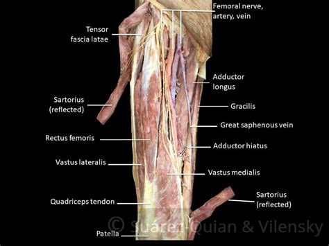 Muscles of the Anterior Thigh - Quadriceps - TeachMeAnatomy