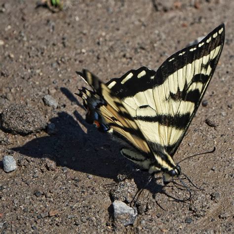 Papilio – 10,000 Things of the Pacific Northwest