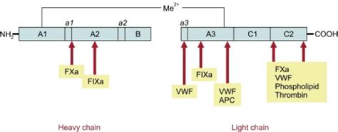 Structure of factor VIII and reported epitopes of facto | Open-i