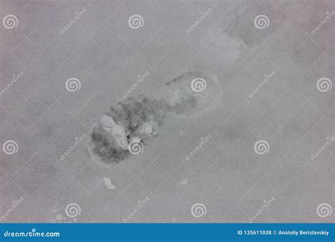 Closeup of Shoe Print in Snow, Overhead View Stock Photo - Image of ...