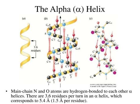 Diagram Of Alpha Helix Structure Helix Alpha Hydrogen Bondin