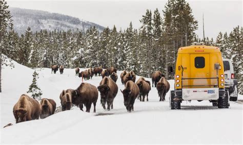 West Yellowstone Montana Snow Coach Winter Tours - AllTrips