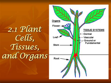 2.1 Plant Cells, Tissues, and Organs