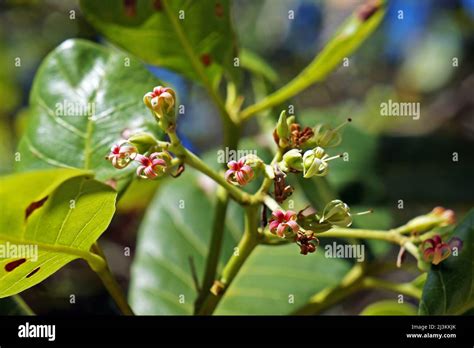 Cashew flowers (Anacardium occidentale) on tree Stock Photo - Alamy