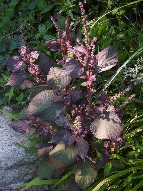 Shiso - Wikipedia