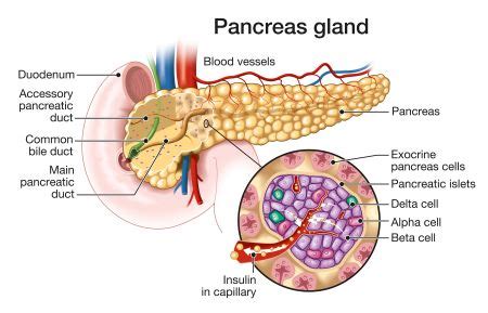 The Pancreas: Structure, Role & Pathology | Study.com