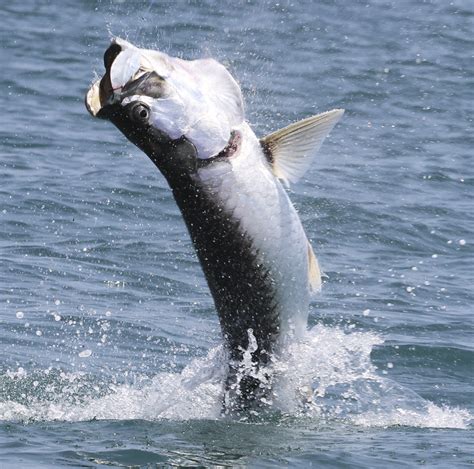 The Silver King: Tips for Tarpon Fishing – WindRider