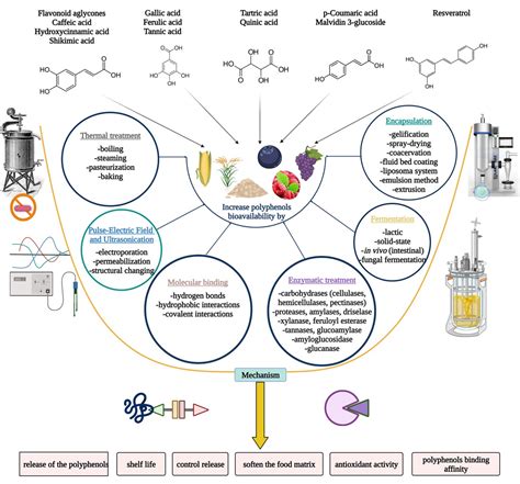 Polyphenols—Ensured Accessibility from Food to the Human Metabolism by ...