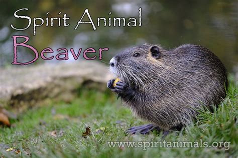 Beaver as Spirit Animal - Symbolism and Meaning - Spirit Animals