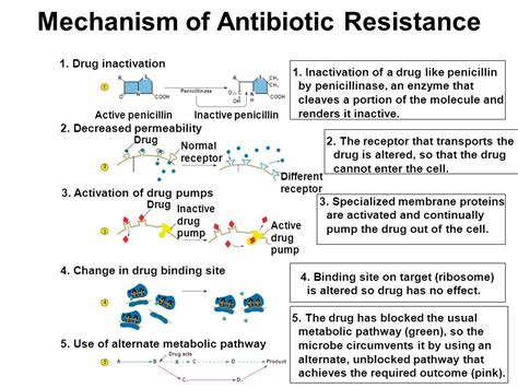 Antibiotic mechanism of action chart