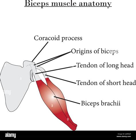 Biceps brachii long head Stock Vector Images - Alamy