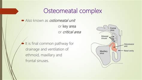 Surgical anatomy of osteomeatal complex | PPT