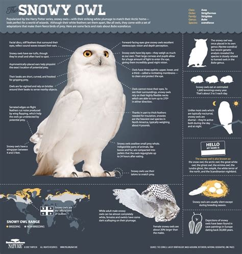 Pin by Angela Lemaire on Birds, Birds and more Birds! | Snowy owl, Owl ...