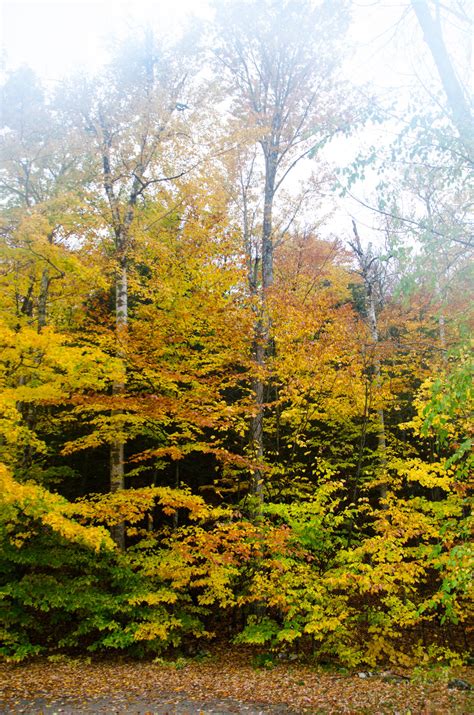 White Mountains Fall Foliage 188 by FairieGoodMother on DeviantArt