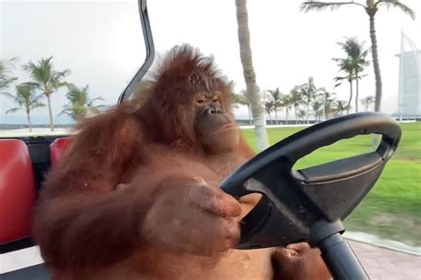 Watch Funny Orangutan Driving a Golf Cart (Video) | Blist