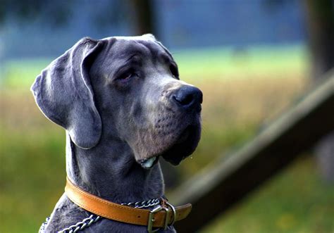 Great Dane Profile: A New Owner's Guide to these Gentle Giants | The ...