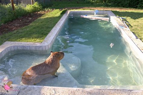 Capybaras Underwater | Dobby the Capybara