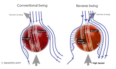 Anatomy Of A Cricket - Anatomy Book