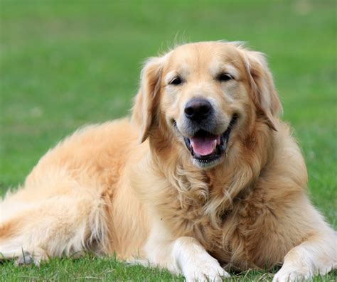 20 Best Dog Food for Golden Retrievers in 2022 – Dog Responsibility