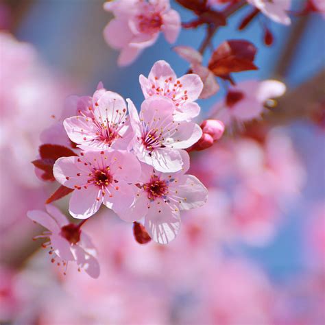 Most Beautiful Spring Flowers