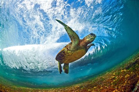 Hawaii's spectacular ocean waves – in pictures | Ocean creatures, Salt ...