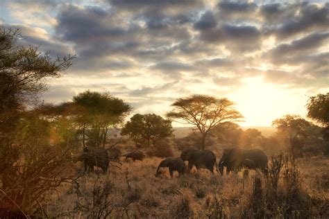 So you want to go on Safari: East versus Southern Africa - Vaya ...