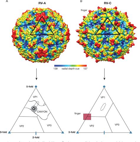 Human Rhinovirus Structure