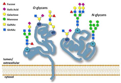 Protein Glycosylation Labeling Service- Creative BioMart