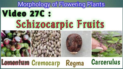 Schizocarpic Fruits || Splitting Fruit and its type || Simple Fruit ...