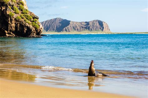 File:Lobo marino (Zalophus californianus wollebaeki), Punta Pitt, isla ...